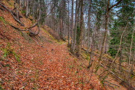 秋天树叶覆盖的森林里的徒步小径