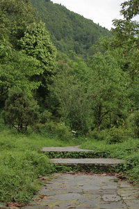 追踪 公园 自然 人行道 风景 通路 木材 伍兹 森林 木板路