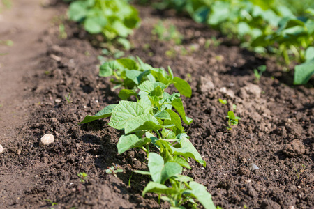 young bushes of cucumbers. Bushes of cucumbers grow in the garde