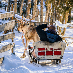 冬季驯鹿雪橇骑行人罗瓦涅米反射