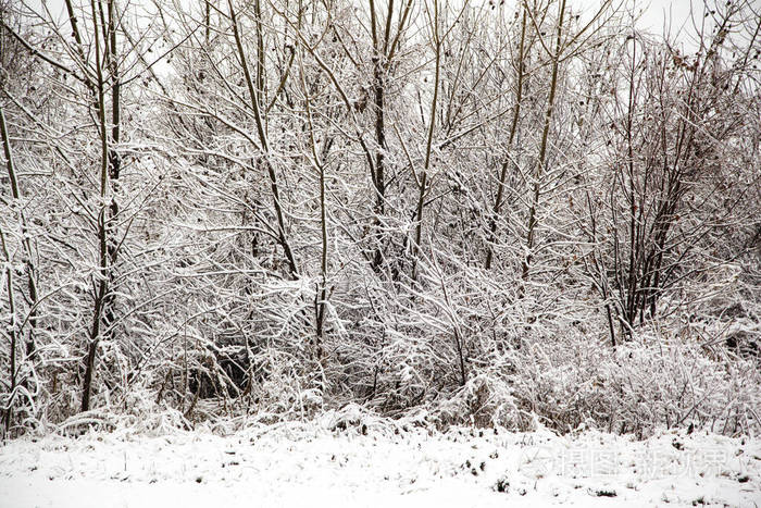 冬天的一天，森林里白雪皑皑。