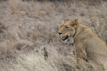 狮子饥渴地看着他的猎物克鲁格国家公园南非。