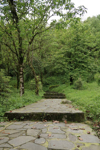 木板路 追踪 夏天 自然 通路 木材 公园 人行道 风景