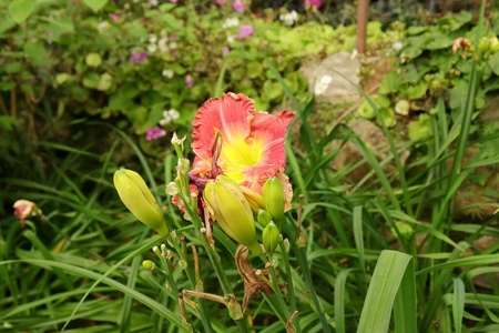 植物区系 花瓣 花的 春天 自然 花园 夏天 粉红色 郁金香