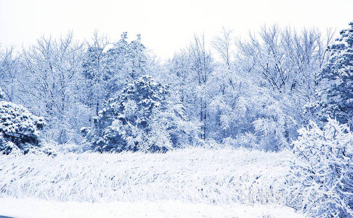 冬天的一天，森林里有雪树。美丽的冬季土地