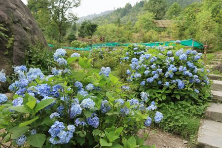 美丽的 粉红色 马铃薯 自然 春天 风景 开花 植物 天空