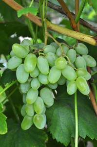 葡萄在树枝上成熟