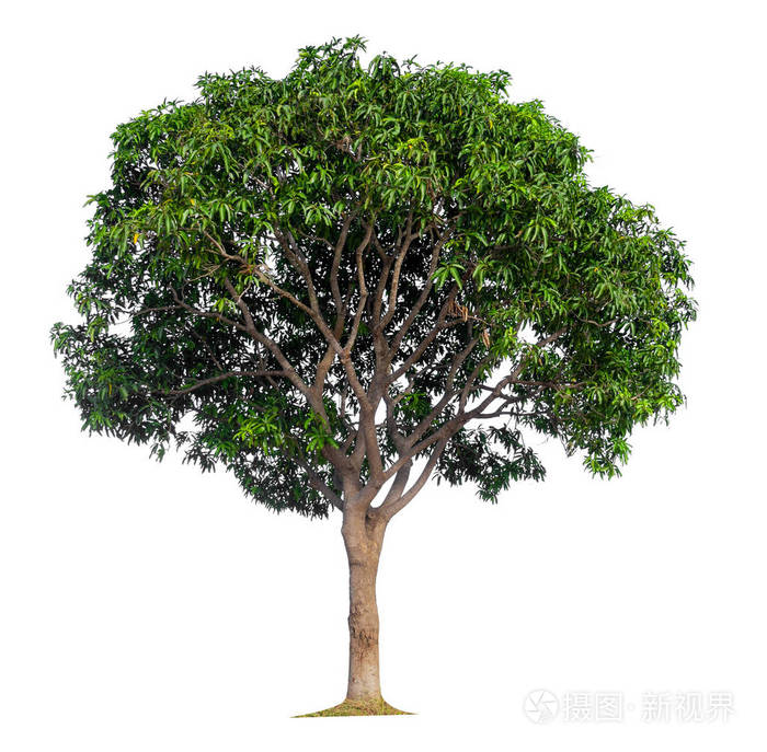 白色背景上孤立的芒果树