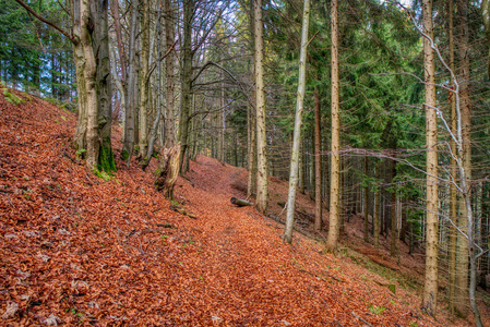 秋天的森林徒步小径，覆盖着树叶