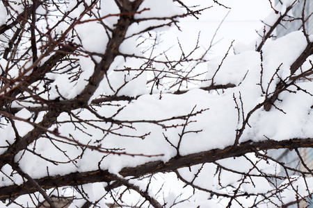 被白霜和雪覆盖的树枝图片