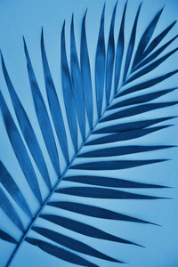复制空间 植物 纹理 颜色 自然 夏天 框架 热带 树叶