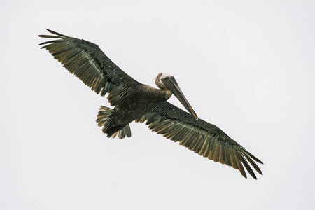 墨西哥坎昆天空中长着宽大翅膀的绿色鹈鹕