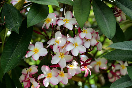 花的 自然 巴厘岛 春天 花瓣 植物区系 颜色 花园 兰花