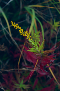 植物 花园 美女 特写镜头 纹理 植物学 变模糊 春天 夏天