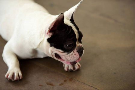 可爱极了 繁殖 幼犬 纯种 英语 犬科动物 朋友 动物 肖像