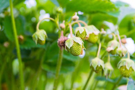 Green strawberries begin to ripen in early summer in the garden 