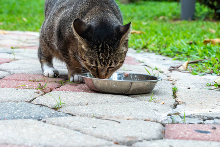 户外街头野猫喂食时间图片