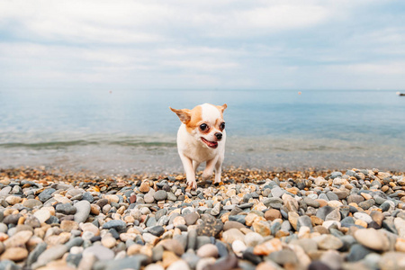 高兴的长毛小狗图片