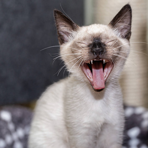 缅甸的小猫打哈欠图片