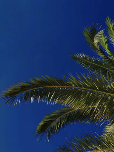 植物学 热带 季节 植物区系 植物 花的 夏天 棕榈 旅行