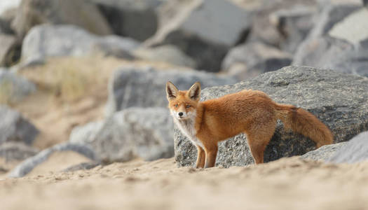 毛茸茸的 鼻子 海滩 狐狸 可爱的 捕食者 自然 猎人 肖像