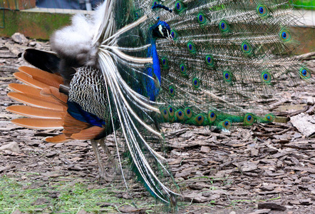 绿松石的尾巴图片