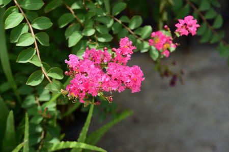 植物区系 植物学 公园 复制空间 灌木 夏天 美女 花瓣