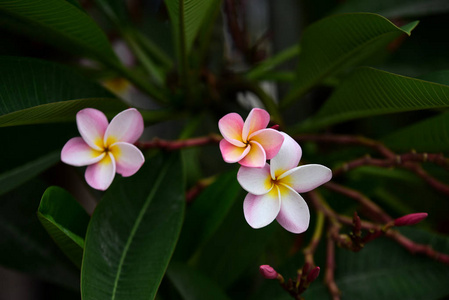 花瓣 自然 鸡蛋花 植物 水疗中心 植物区系 春天 巴厘岛