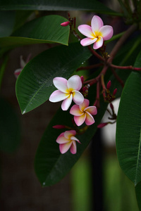 巴厘岛 粉红色 夏天 自然 春天 花的 鸡蛋花 植物区系