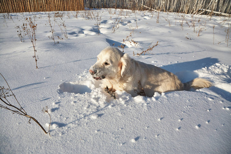 拉布拉多猎犬在冬天的户外雪地里玩耍。