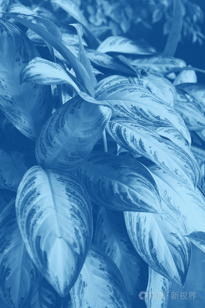 一种奇特的花叶大蓝色经典背景单色流行色调复制空间
