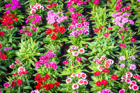 花朵图案自然绿叶粉红色彩蝶