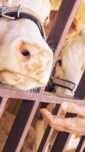 农业动物生病了.牛肖像,牛肉.牛奶母牛照片