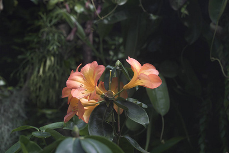 植物区系 夏天 开花 春天 花的 特写镜头 盛开 自然 植物学