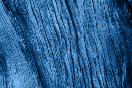 干树的蓝色木材纹理.照片
