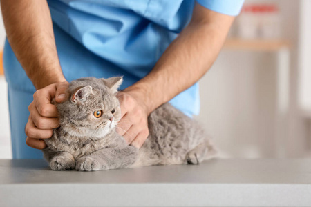 兽医在诊所检查可爱的猫，特写