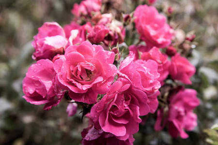 婚礼 花园 自然 浪漫的 颜色 开花 轻轻地 粉红色 情人