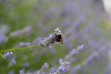 美女 自然 花园 美丽的 薰衣草 蜜蜂 植物 颜色 昆虫