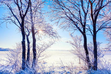 Trees in white hoarfrost in winter sunny day. 