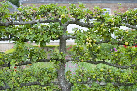 夏天 季节 苹果 古老的 公园 环境 风景 植物区系 花园