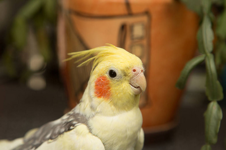 一种黄色的科雷拉鹦鹉,有红色的脸颊和长长的羽毛照片