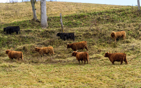 Herd of Scotland Highlands cattle 