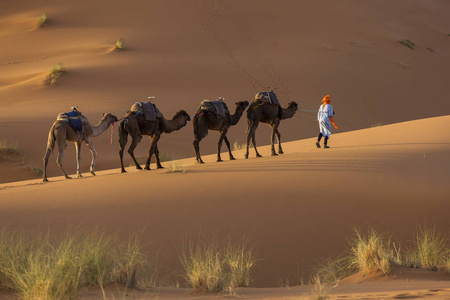 Camels caravan in the dessert of Sahara with beautiful dunes in 