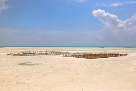 坦桑尼亚桑给巴尔海滩海藻养殖图片