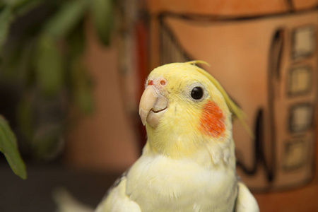 一种黄色的科雷拉鹦鹉,有红色的脸颊和长长的羽毛照片