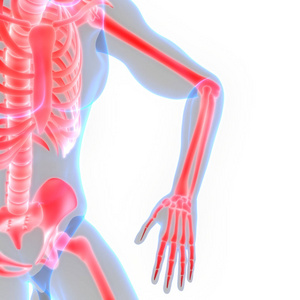 损伤 生物学 肱骨 科学 骨架 解剖学 身体 半径 三维