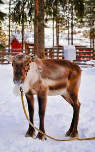 芬兰拉普兰冬季农场里没有角的驯鹿