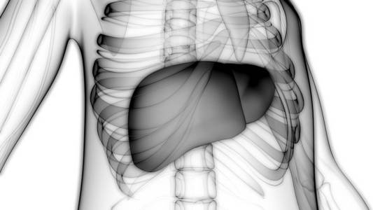 解剖 胆囊 外科手术 生物学 科学 人类 疼痛 身体 医学