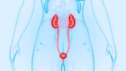 轮廓 三维 输尿管 生物学 解剖 膀胱 人类 泌尿学 偶像