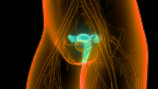 健康 膀胱 子房 出生 输卵管 系统 信息图表 三维 女孩